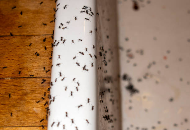 Best Residential Pest Control  in Kechi, KS