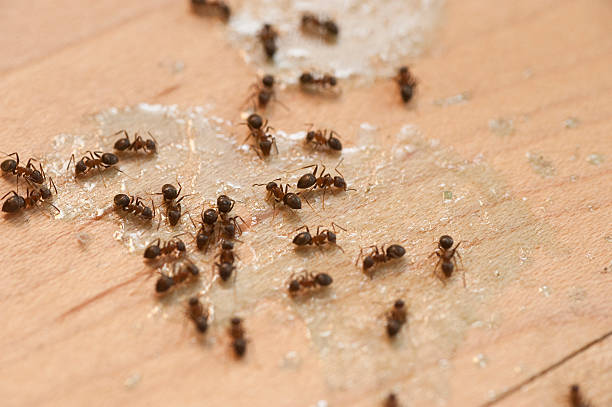 Best Pest Control Near Me  in Kechi, KS