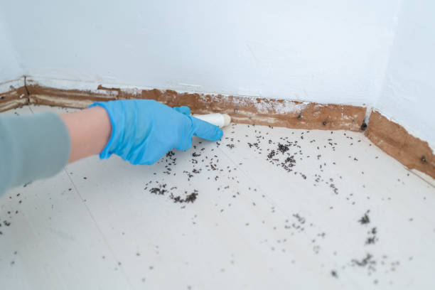 Best Pest Inspection Near Me  in Kechi, KS